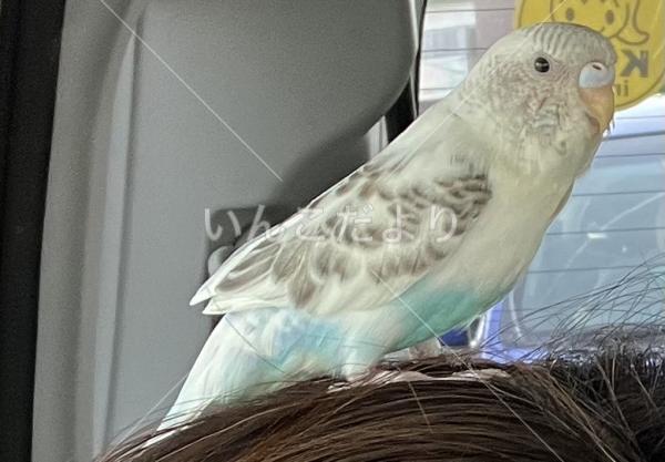 迷い鳥の写真