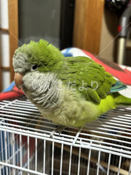 保護鳥の写真