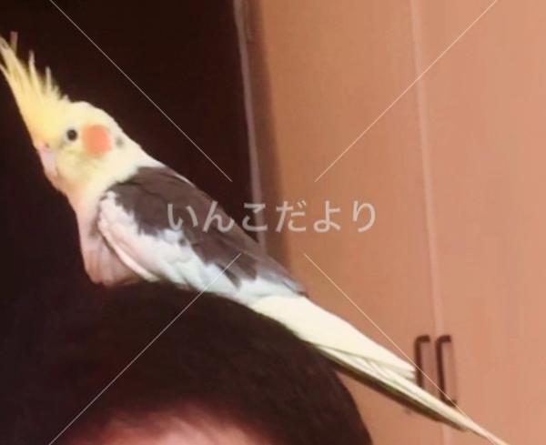 迷い鳥の写真