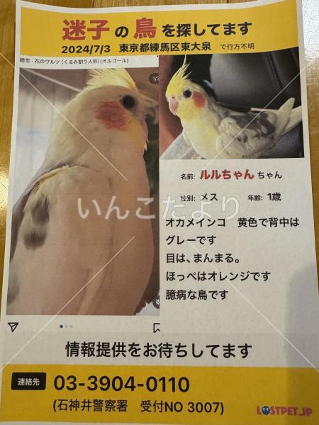 迷い鳥の写真