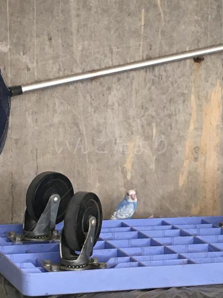 保護鳥の写真