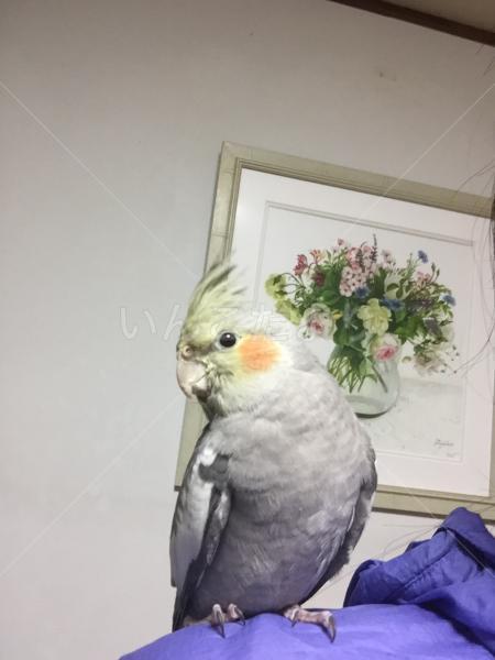 迷い鳥の写真