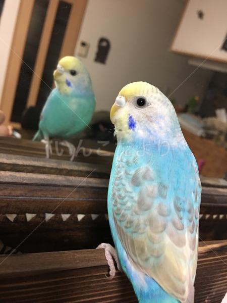 迷い鳥の写真