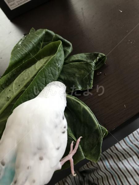 迷い鳥の写真