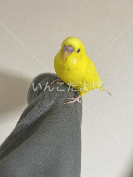 迷い鳥の写真