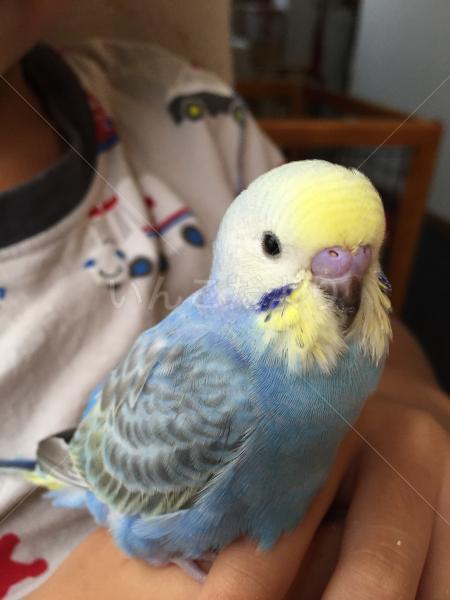 迷い鳥の写真