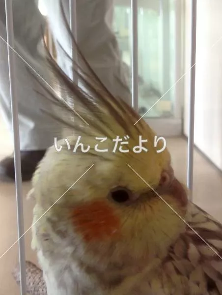 保護鳥の写真