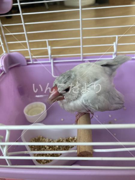 保護鳥の写真