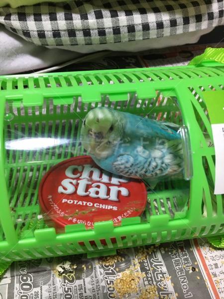 保護鳥の写真