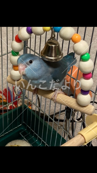 迷い鳥の写真