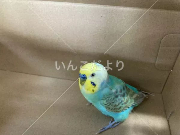 保護鳥の写真