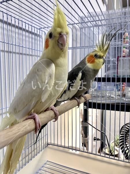 保護鳥の写真