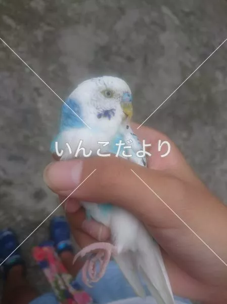 保護鳥の写真