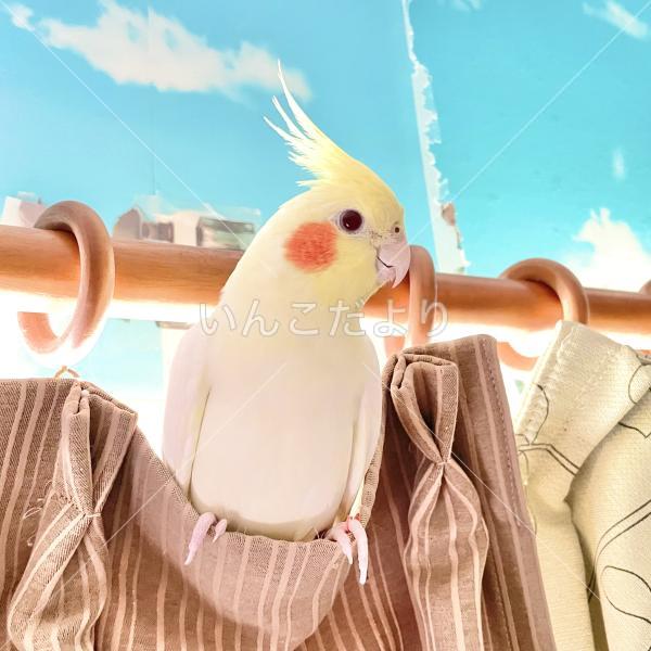 迷い鳥の写真