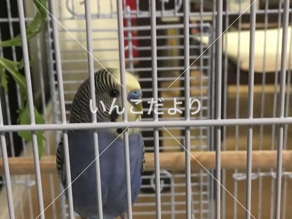 保護鳥の写真