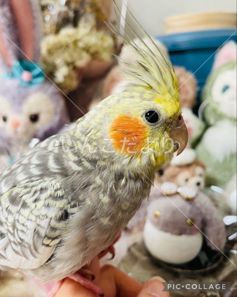 迷い鳥の写真