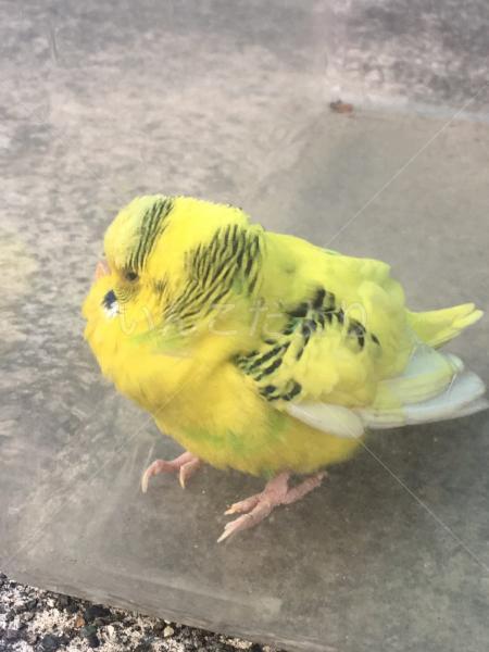 保護鳥の写真