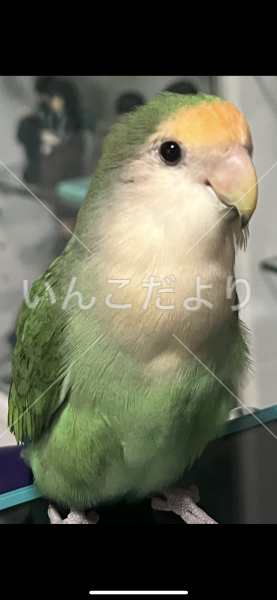迷い鳥の写真
