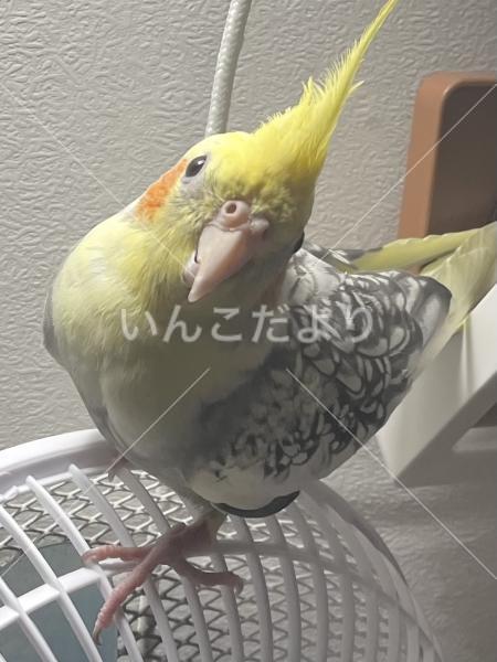 迷い鳥の写真