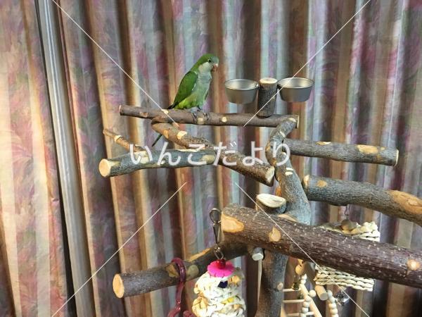 迷い鳥の写真