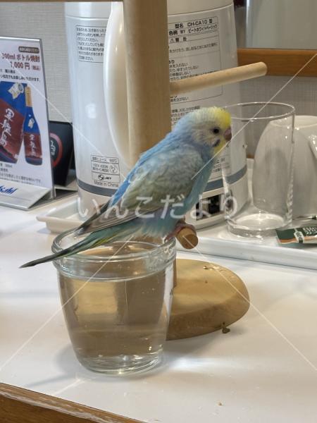 迷い鳥の写真