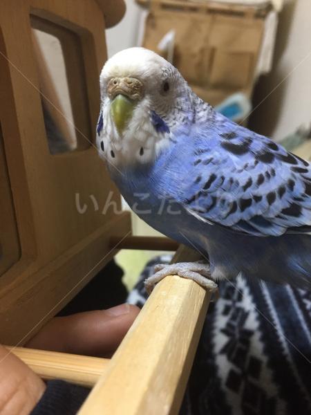 保護鳥の写真