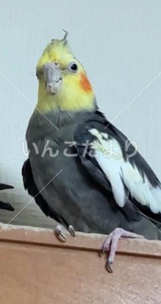 迷い鳥の写真
