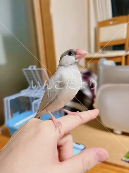 迷い鳥の写真