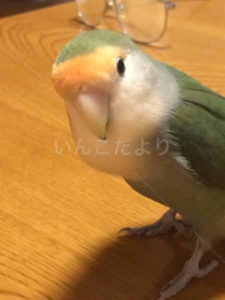 迷い鳥の写真