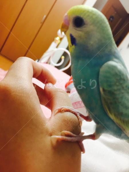 迷い鳥の写真
