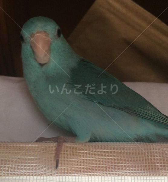 迷い鳥の写真