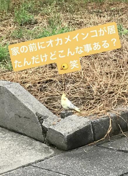 迷い鳥の写真