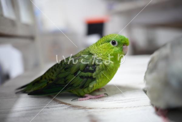 迷い鳥の写真