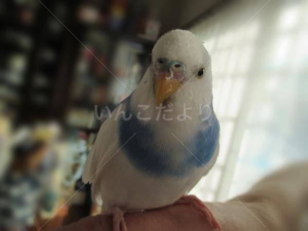 保護鳥の写真