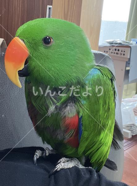迷い鳥の写真