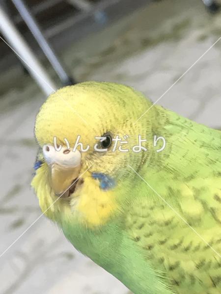 迷い鳥の写真