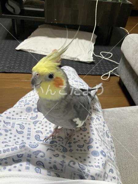 迷い鳥の写真