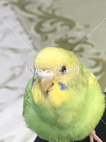 迷い鳥の写真
