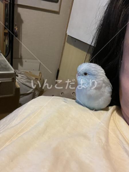 迷い鳥の写真