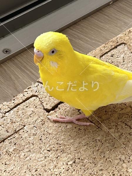 迷い鳥の写真