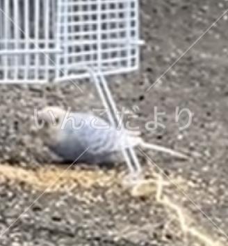 保護鳥の写真