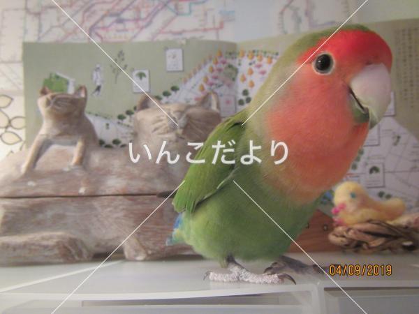 迷い鳥の写真