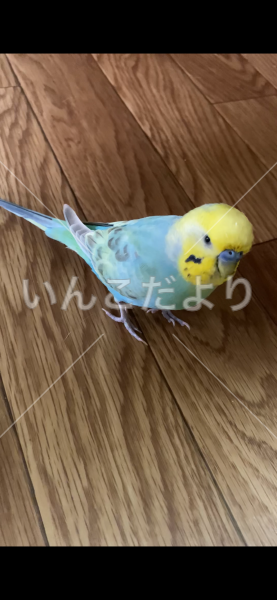 迷い鳥の写真