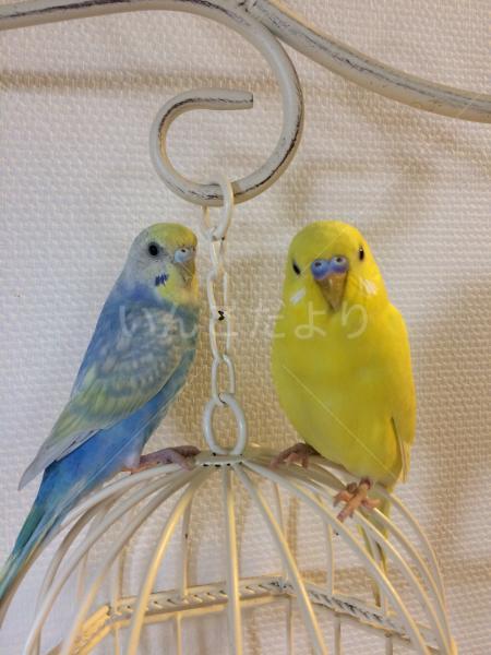迷い鳥の写真
