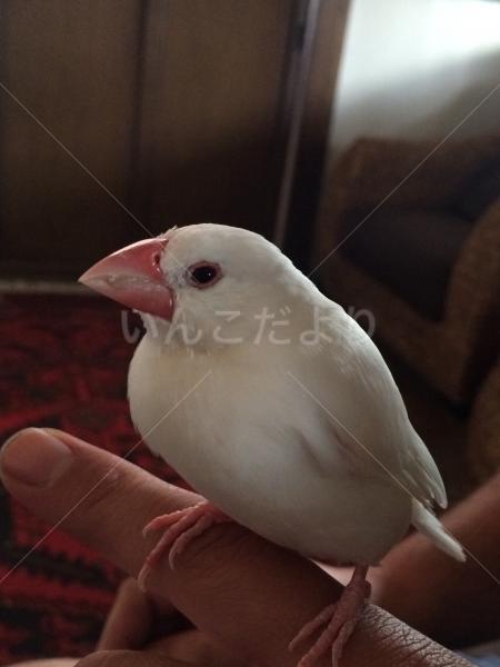保護鳥の写真