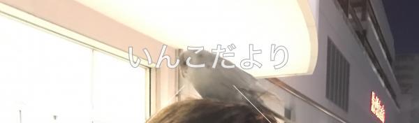 保護鳥の写真