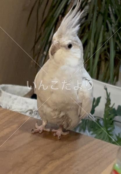 迷い鳥の写真