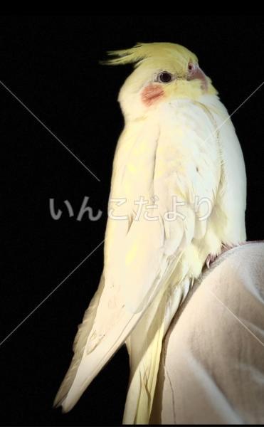 迷い鳥の写真