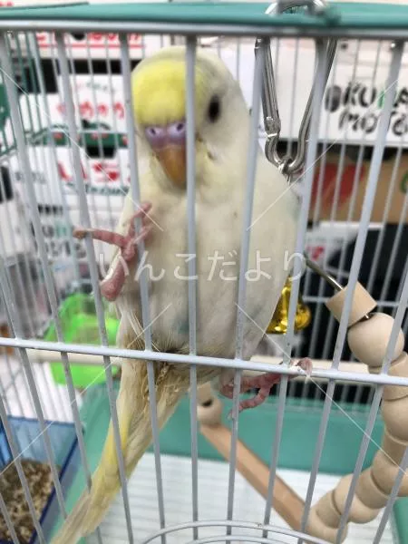 保護鳥の写真