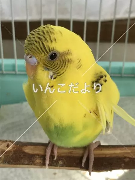 保護鳥の写真